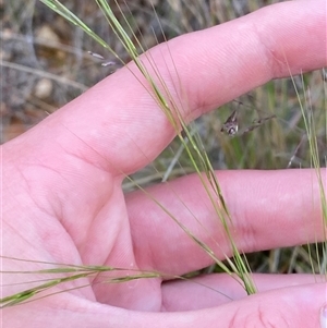 Austrostipa bigeniculata at Uriarra Village, ACT - 5 Dec 2024 07:15 PM