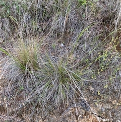 Austrostipa bigeniculata at Uriarra Village, ACT - 5 Dec 2024 07:15 PM