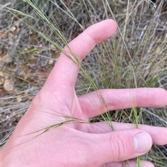 Austrostipa bigeniculata at Uriarra Village, ACT - 5 Dec 2024 07:15 PM