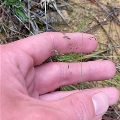Eragrostis brownii at Uriarra Village, ACT - 5 Dec 2024 06:56 PM