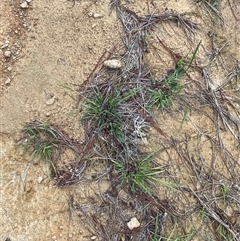 Eragrostis brownii at Uriarra Village, ACT - 5 Dec 2024 06:56 PM