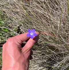Wahlenbergia planiflora subsp. planiflora at Rendezvous Creek, ACT - 2 Dec 2024 11:14 AM