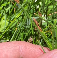 Eleocharis atricha at Rendezvous Creek, ACT - 2 Dec 2024 11:11 AM