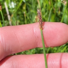 Eleocharis atricha at Rendezvous Creek, ACT - 2 Dec 2024 11:11 AM
