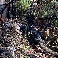 Varanus rosenbergi at Rendezvous Creek, ACT - suppressed
