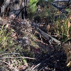 Varanus rosenbergi at Rendezvous Creek, ACT - suppressed