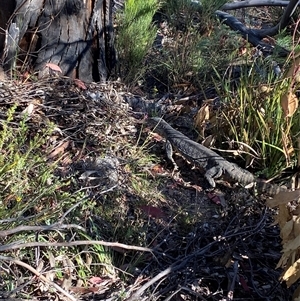 Varanus rosenbergi at Rendezvous Creek, ACT - suppressed