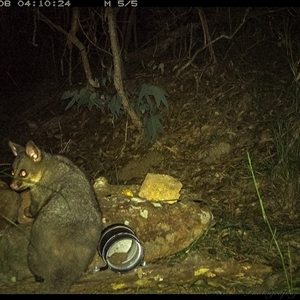 Trichosurus vulpecula at Lower Portland, NSW - 8 Apr 2025 05:51 AM