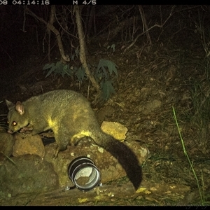 Trichosurus vulpecula at Lower Portland, NSW - 8 Apr 2025 05:51 AM