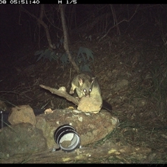 Trichosurus vulpecula at Lower Portland, NSW - 8 Apr 2025 05:51 AM
