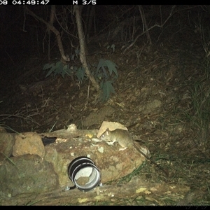 Rattus rattus at Lower Portland, NSW - 8 Apr 2025 03:52 AM