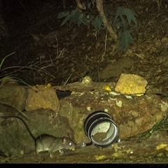 Rattus rattus at Lower Portland, NSW - 8 Apr 2025 03:52 AM