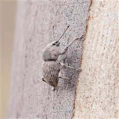 Polyphrades paganus (A weevil) at O'Connor, ACT - 28 Mar 2025 by ConBoekel