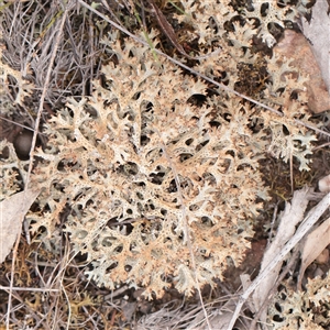 Cladia corallaizon at O'Connor, ACT - 28 Mar 2025 10:15 AM