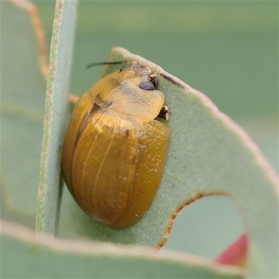 Paropsisterna cloelia (Eucalyptus variegated beetle) at O'Connor, ACT - 28 Mar 2025 by ConBoekel