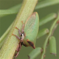 Sextius virescens (Acacia horned treehopper) at O'Connor, ACT - 28 Mar 2025 by ConBoekel