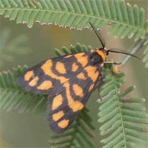 Asura lydia (Lydia Lichen Moth) at O'Connor, ACT - 28 Mar 2025 by ConBoekel