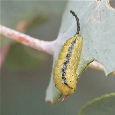 Gonipterus sp. (genus) (Eucalyptus Weevil) at O'Connor, ACT - 28 Mar 2025 by ConBoekel
