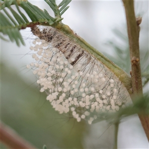 Anestia (genus) (A tiger moth) at O'Connor, ACT - 28 Mar 2025 by ConBoekel
