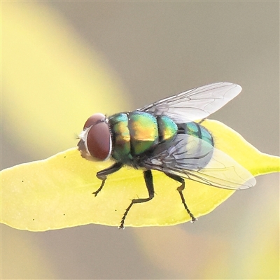 Calliphoridae (family) (Unidentified blowfly) at O'Connor, ACT - 28 Mar 2025 by ConBoekel