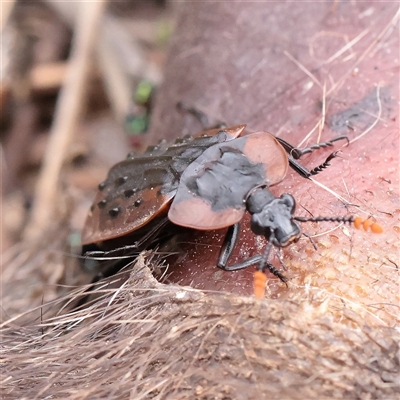 Ptomaphila lacrymosa (Carrion Beetle) at O'Connor, ACT - 28 Mar 2025 by ConBoekel