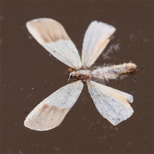 Threnosia heminephes at O'Connor, ACT - 28 Mar 2025 11:57 AM