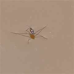 Tenagogerris euphrosyne (Water Strider) at O'Connor, ACT - 28 Mar 2025 by ConBoekel