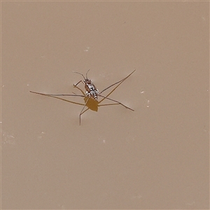 Tenagogerris euphrosyne (Water Strider) at O'Connor, ACT - 28 Mar 2025 by ConBoekel