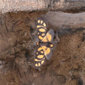 Asura lydia at O'Connor, ACT - 28 Mar 2025 12:03 PM