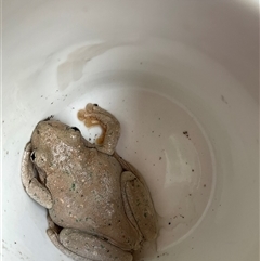 Litoria peronii at Laguna, NSW - Yesterday by perronstreefrog