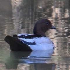 Chenonetta jubata (Australian Wood Duck) at Dunlop, ACT - 3 Apr 2025 by Jennybach