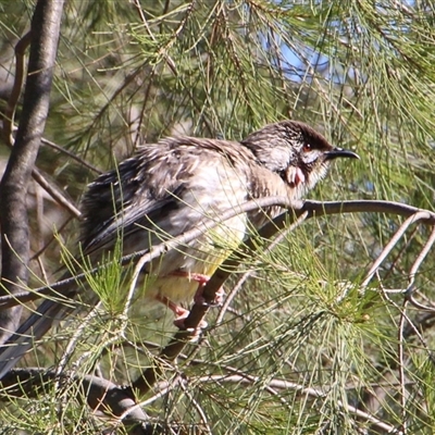 Anthochaera carunculata (Red Wattlebird) at Latham, ACT - 18 Oct 2014 by Jennybach
