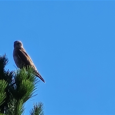 Falco berigora (Brown Falcon) at Isaacs, ACT - 8 Apr 2025 by Mike