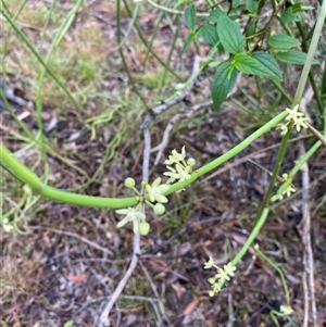Unverified Other Wildflower or Herb by RoyP