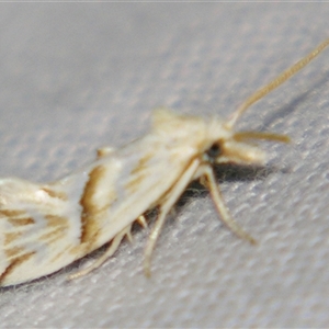 Heliocosma argyroleuca at Bolivia, NSW - suppressed