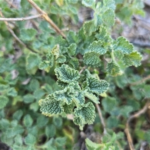 Marrubium vulgare at Isaacs, ACT - Today by Mike
