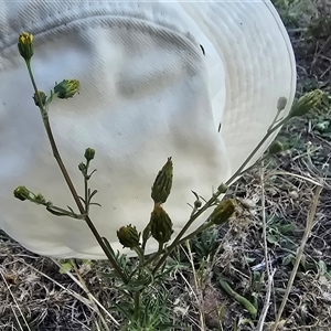 Bidens subalternans at Isaacs, ACT - Today by Mike