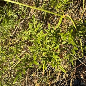 Clematis leptophylla at Strathnairn, ACT - 8 Apr 2025 04:38 PM