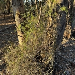 Clematis leptophylla at Strathnairn, ACT - 8 Apr 2025 04:38 PM