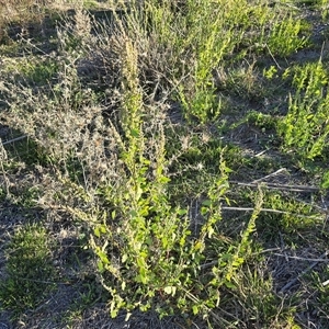 Chenopodium album at Isaacs, ACT - Today by Mike