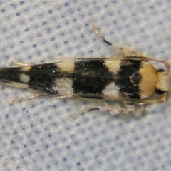 Limnaecia camptosema (A Cosmet moth (Cosmopteriginae) at Bolivia, NSW - 27 Dec 2006 by PJH123