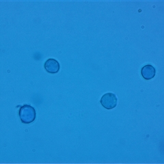 Heterotrichia spp. at Hawker, ACT - 6 Apr 2025 04:38 PM