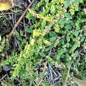 Dysphania pumilio at Isaacs, ACT - Today by Mike