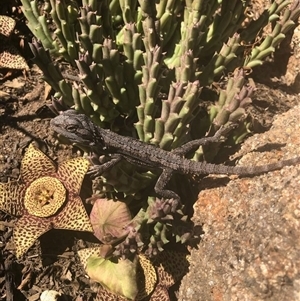 Pogona barbata at Young, NSW - suppressed