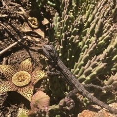 Pogona barbata at Young, NSW - suppressed