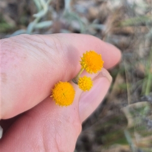 Chrysocephalum apiculatum at Bannister, NSW - 25 Mar 2025 by clarehoneydove