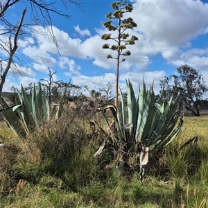 Crassula sieberiana at Gunning, NSW - 25 Mar 2025 by clarehoneydove