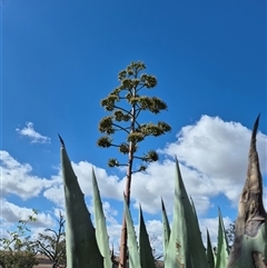 Agave americana at Gunning, NSW - 25 Mar 2025 11:11 AM
