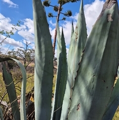 Agave americana at Gunning, NSW - 25 Mar 2025 11:11 AM