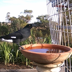 Strepera graculina (Pied Currawong) at Crowther, NSW - 4 Apr 2025 by Frecko
